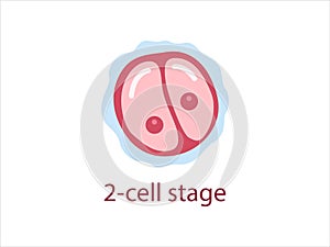 Zygote 2-cell stage