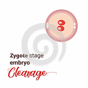 zygote stage embryo. zygote cell stage icon. Vector cleavage zygote cell. Illustration cleavage