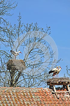 Zywkowo,Masuria,Poland photo