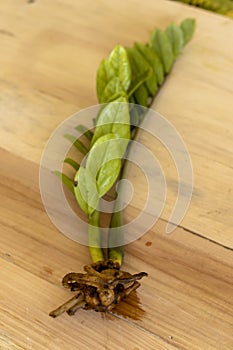 ZZ Plant potatoes roots with wooden background