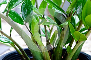 ZZ Plant Zamioculcas Zamiifolia put forth fresh flower, low maintenance, low water and easy to care for house plant, Air