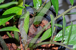 ZZ Plant Zamioculcas Zamiifolia put forth fresh leaves in black plastic pot, low maintenance, low water and easy to care for
