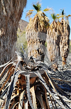 Zzyzx, Lost Palms, Mojave Desert