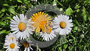 ··· Daisies (Bellis perennis) and common dandelion (Taraxacum sect. Ruderalia), flowering