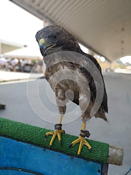 Wild free eagle posing photo