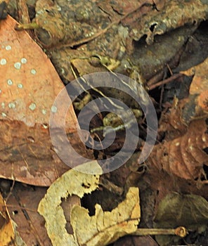 Bosque verde selva photo