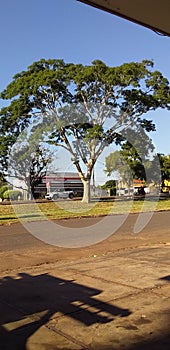 ÃÂrvore, branca ,