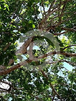 ÃÂrvore tree plant Nature beautiful