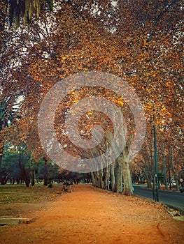 ÃÂrvores no perÃÂ­odo do outono no parque em Mendoza na Argentina photo