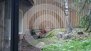 ÃâhtÃÂ¤ri zoo, finland