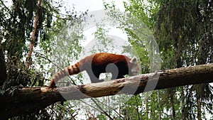 ÃâhtÃÂ¤ri zoo, finland