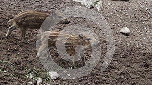 ÃâhtÃÂ¤ri zoo, finland