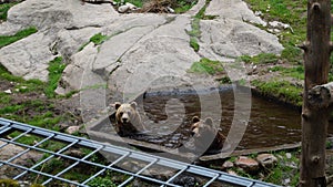 ÃâhtÃÂ¤ri zoo, finland