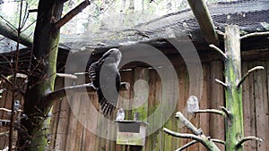 ÃâhtÃÂ¤ri zoo, finland