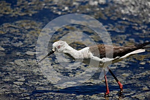 Ãâ°chasse blanche