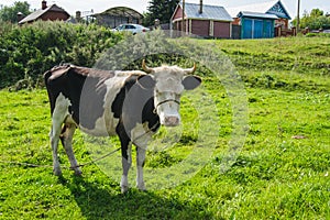 Cow in the village on green meadow background photo