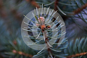 Sprig of Christmas trees in the spruce forest