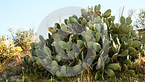 ÃÂuge green cactus photo