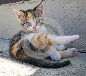 ÃÂ¶itten at home