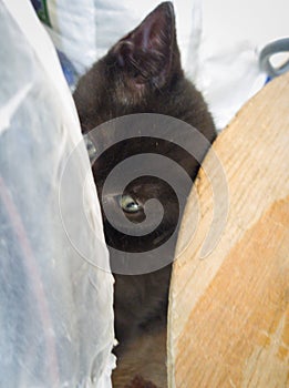 ÃÂ¶itten at home