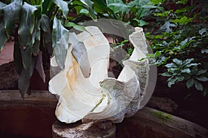 ÃÂuge pearl clam shell in an exotic tropical photo