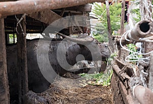 à¸ºà¸ºBuffalo in farm