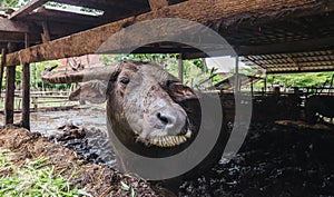 à¸ºà¸ºBuffalo in farm