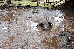 à¸ºà¸ºBuffalo in farm