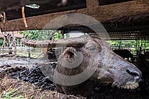 à¸ºà¸ºBuffalo in farm