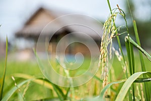 à¸žà¸£à¸Šà¸±à¸¢Green rice field background