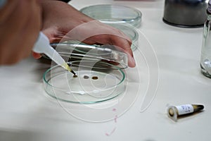 à¹‡Hand is hoiding Micropipettes to drop the extract onto the filter paper on petri dish.