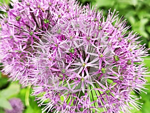 Ãllium angulÃ³sum. Beauty flower of love. Vegetation.