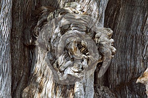 The Ãrbol del Tule Taxodium mucronatum is a cypress in the southern Mexican town of Santa Maria del Tule Oaxaca.