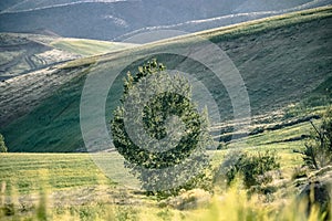 â€¨A view of the green slopes of northwestern Iran