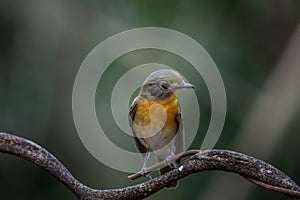 â€ŽTickell's Blue Flycatcher (Cyornis tickelliae) on branch tree