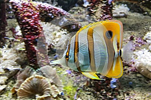 â€˜Beaked Coralfishâ€™ the yellow tang