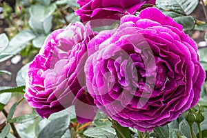 â€˜Plum-Purpleâ€™ Floribunda Rose