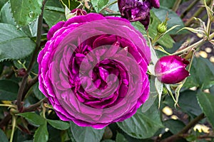 â€˜Plum-Purpleâ€™ Floribunda Rose