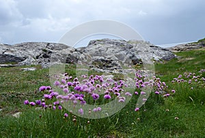 â€˜Sea Thriftâ€™ wildflower.