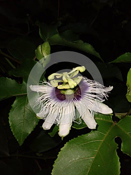 â€“ Passiflora edulis f. flavicarpa â€“ Purple variety (passiflora edulis f. edulis) Genus â€“ Passifloraciae