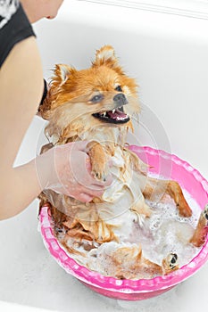 â€‹â€‹Dog taking a bath and gets pleasure