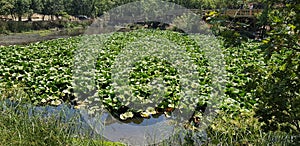 Ã‡anakkale biga Nilufer lake, this lake is under nature protection