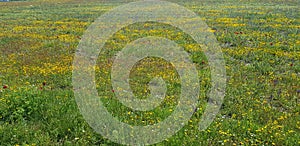 Ã‡anakkale biga poppy flower field