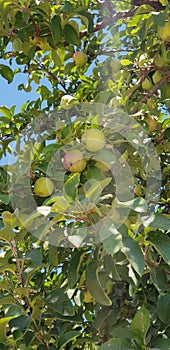 In Ã‡anakkale Turkey, apples on the branch, organic