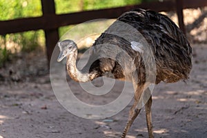 The `Ã‘andÃº` common rhea or pampas choique Rhea americana is a species of bird of the Rheidae family