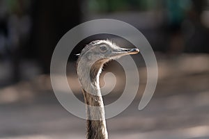 The `Ã‘andÃº` common rhea or pampas choique Rhea americana is a species of bird of the Rheidae family