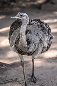 The `Ã‘andÃº` common rhea or pampas choique Rhea americana is a species of bird of the Rheidae family