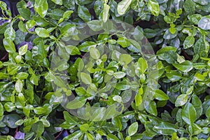 Ã„Kaffir lime leaves citrus hystrix