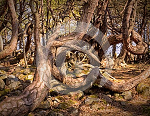 Ã–land Trollskogen