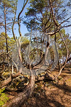 Ã–land Trollskogen